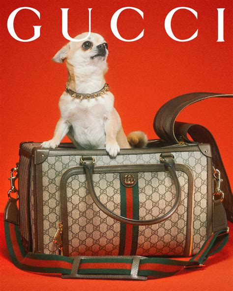 gucci pet klarna|Gucci pet collection.